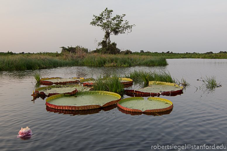 giant water lily